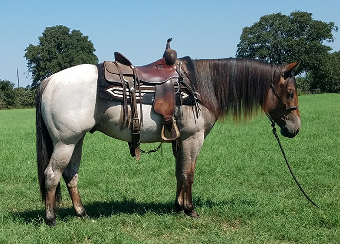 Prospects - Coyote Rock Ranch | Broodmares and Prospects | Terrebonne ...